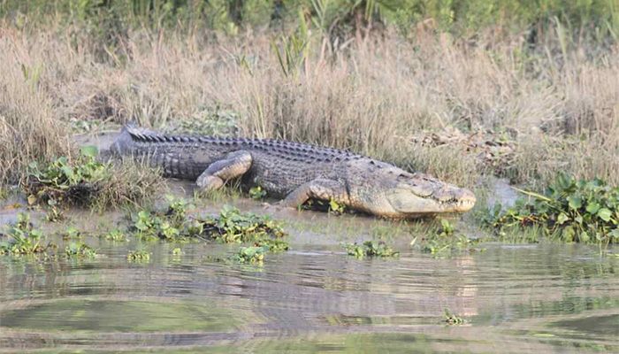 2 Crocodiles With Satellite Transmitter Released In River In Sundarbans