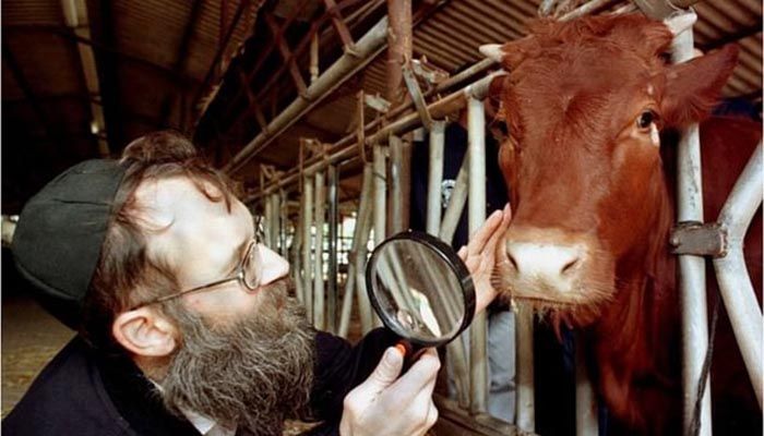 A rabbi checks whether it is the coveted red cow || Photo: Reuters