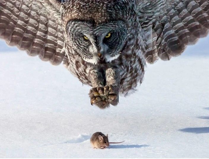 The incredible thing about this photo is not only the exceptional image quality, but also the perfect timing in which the photographer captured the owl as it swooped down on an unseen rodent. It’s so perfect that you’d think the owl had posed for this photo.