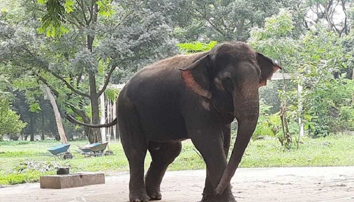 Mirpur Zoo:  Elephant Bashes Boy To Death