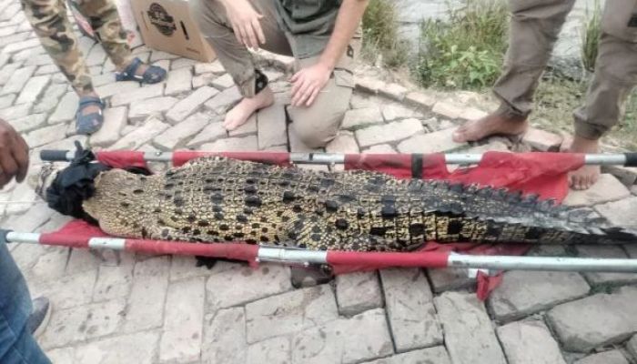 Sundarbans Crocodile With Transmitters Found In Bagerhat Gher