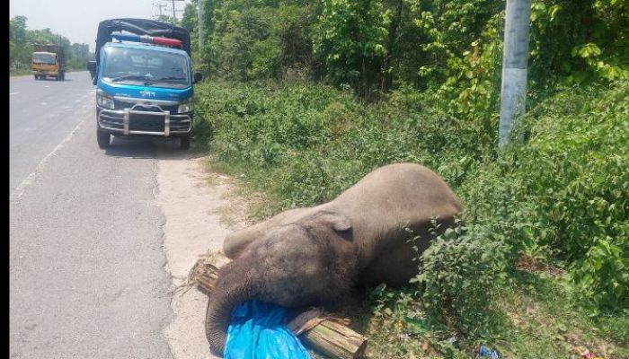 Elephant Found Dead Near Gazipur’s Bhawal National Park