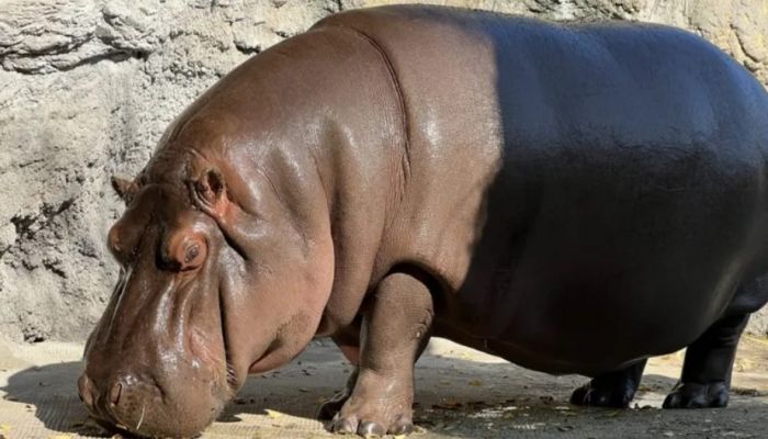 'Male' Hippo In Japan Zoo Found To Be Female 