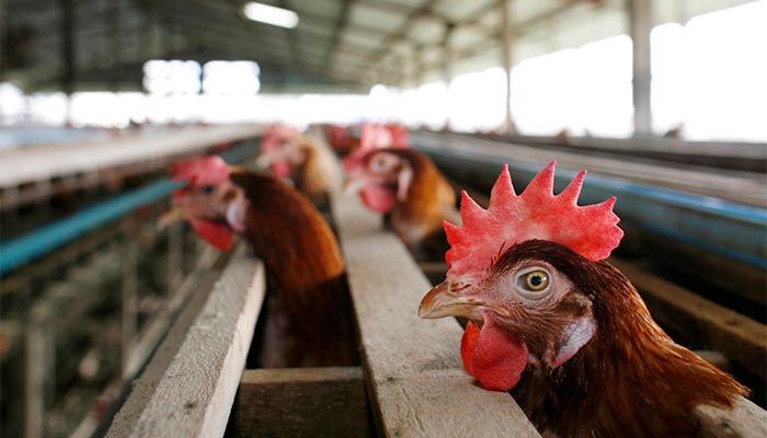 The current bird flu outbreak began in 2020 and has led to the deaths of tens of millions of poultry || Representational Image