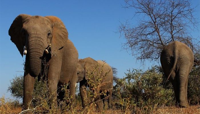 Botswana, which has seen its elephant population grow to some 130,000 || Photo: Collected