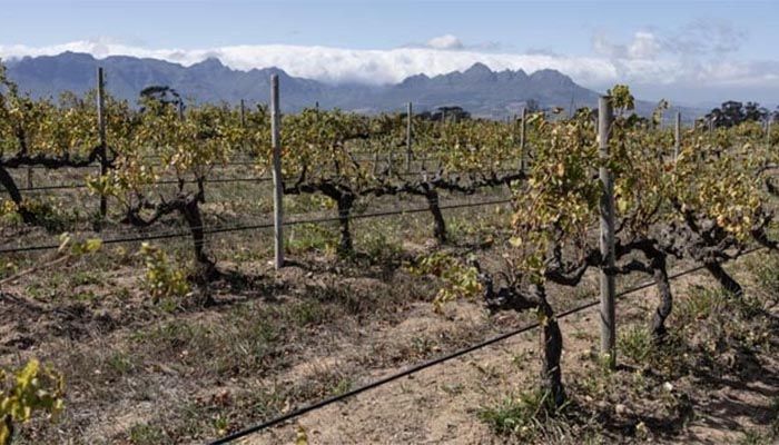 Wine Growers 'On Tip Of Africa' Race To Adapt To Climate Change