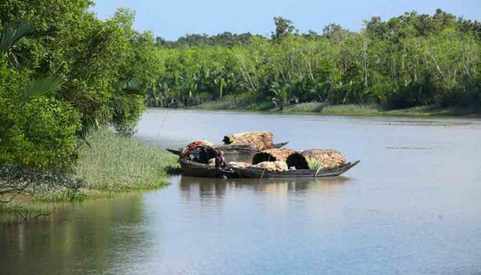 Royal Bengal Tiger Found Dead In Sundarbans