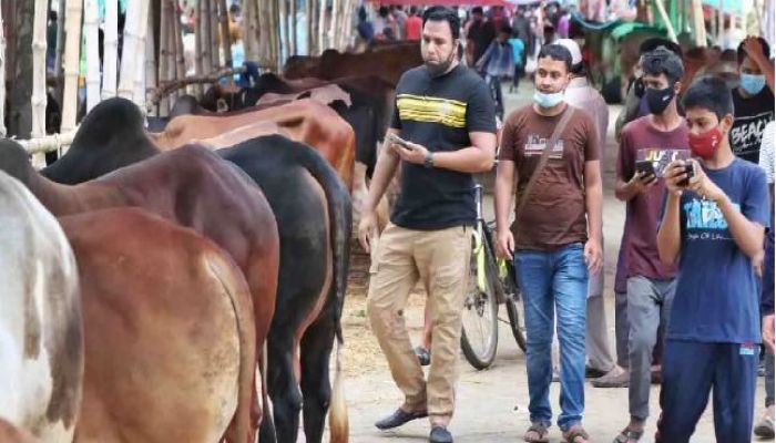 No Cattle Market At Aftabnagar This Year: High Court