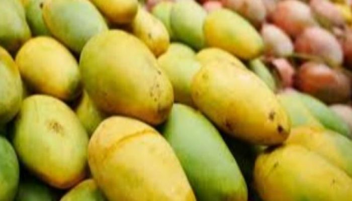 Mango Harvesting In Natore To Begin On May 25