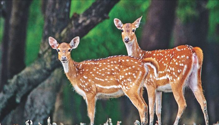 30 Dead Deer Recovered From Sundarbans