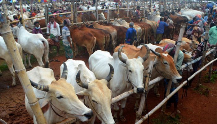 No Cattle Markets At Aftabnagar: Appellate Division